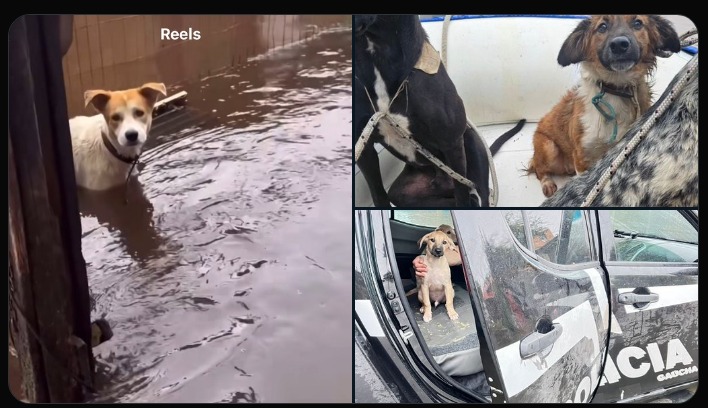 Pelo menos 3,5 mil animais ilhados pelas enchentes foram resgatados no Rio Grande do Sul.#RioGrandedoSulneedshelp
