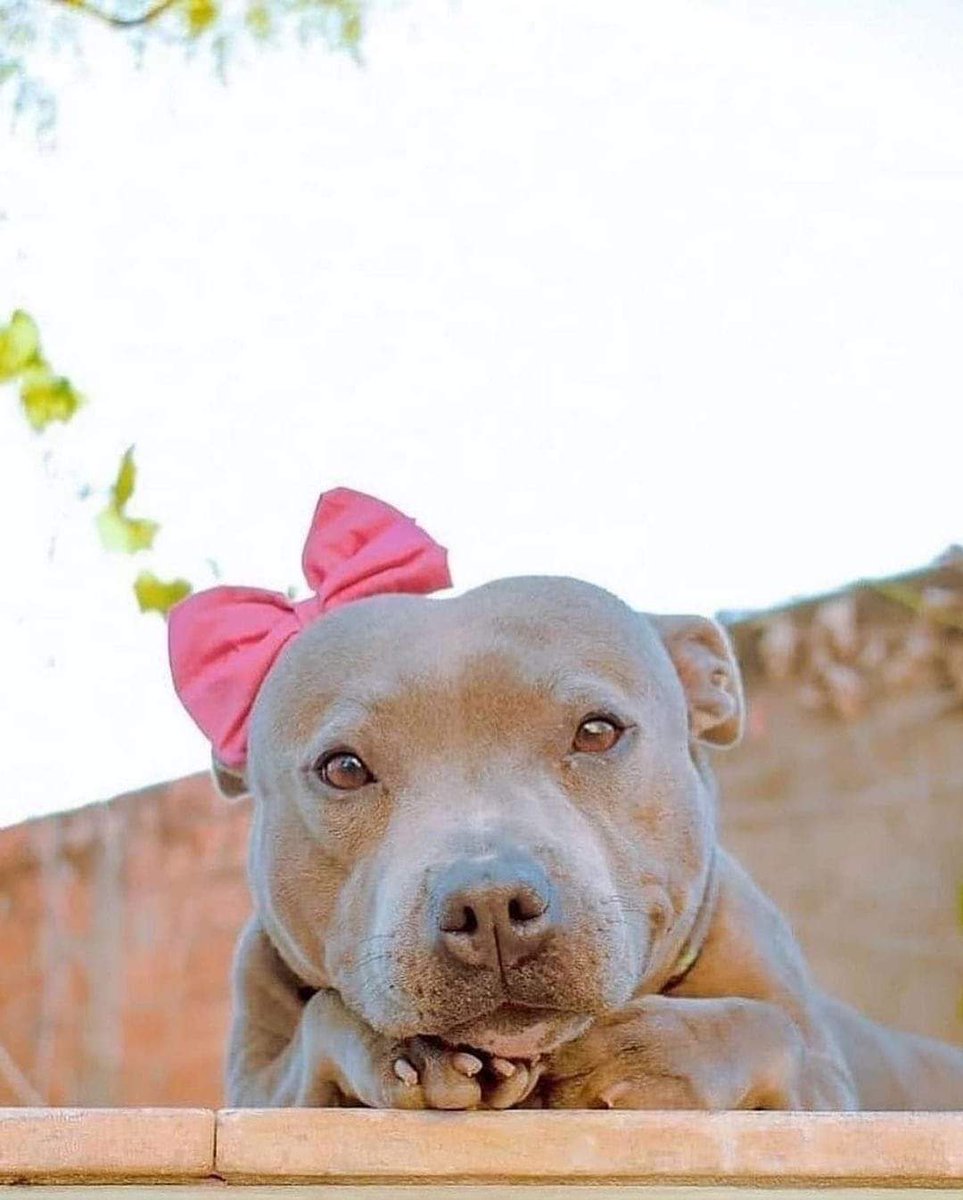 Un pitbull... y no... no es peligroso... Una raza erróneamente estigmatizada por la sociedad... Lo peligroso son los malos dueños, la ignorancia, la desinformación, la irresponsabilidad” ... 🐾🙏🤍