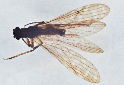 A #newspecies and a newly record species of Amphinemurinae from Yunnan, China (#Plecoptera, Nemouridae) --Detailed descriptions, photographs of genital characters and cervical gills features are presented. mapress.com/zt/article/vie… #Taxonomy
