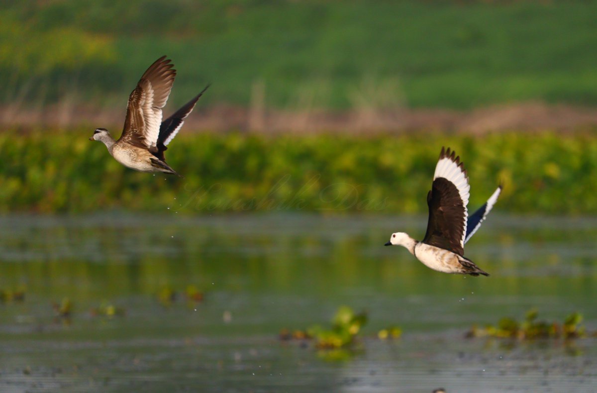 As i dont have new butterfly pic, sharing these tiny beauties looking identical as of flying butterflies. A pair of cotton pygmy goose for #TitliTuesday hope this is not unfair #IndiAves #birdwatching #BirdTwitter #ThePhotoHour #NatgeoIndia