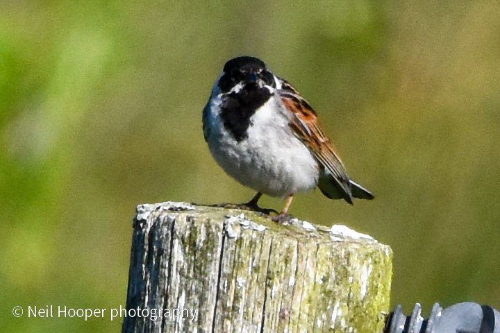 Goldcliff saturday @Natures_Voice @RSPBNewport