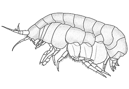 A new genus and one #newspecies of the family Uristidae Hurley, 1963 (#Amphipoda, Lysianassoidea) described from hydrothermal vent of the Okinawa Trough, NW pacific mapress.com/zt/article/vie… #Taxonomy