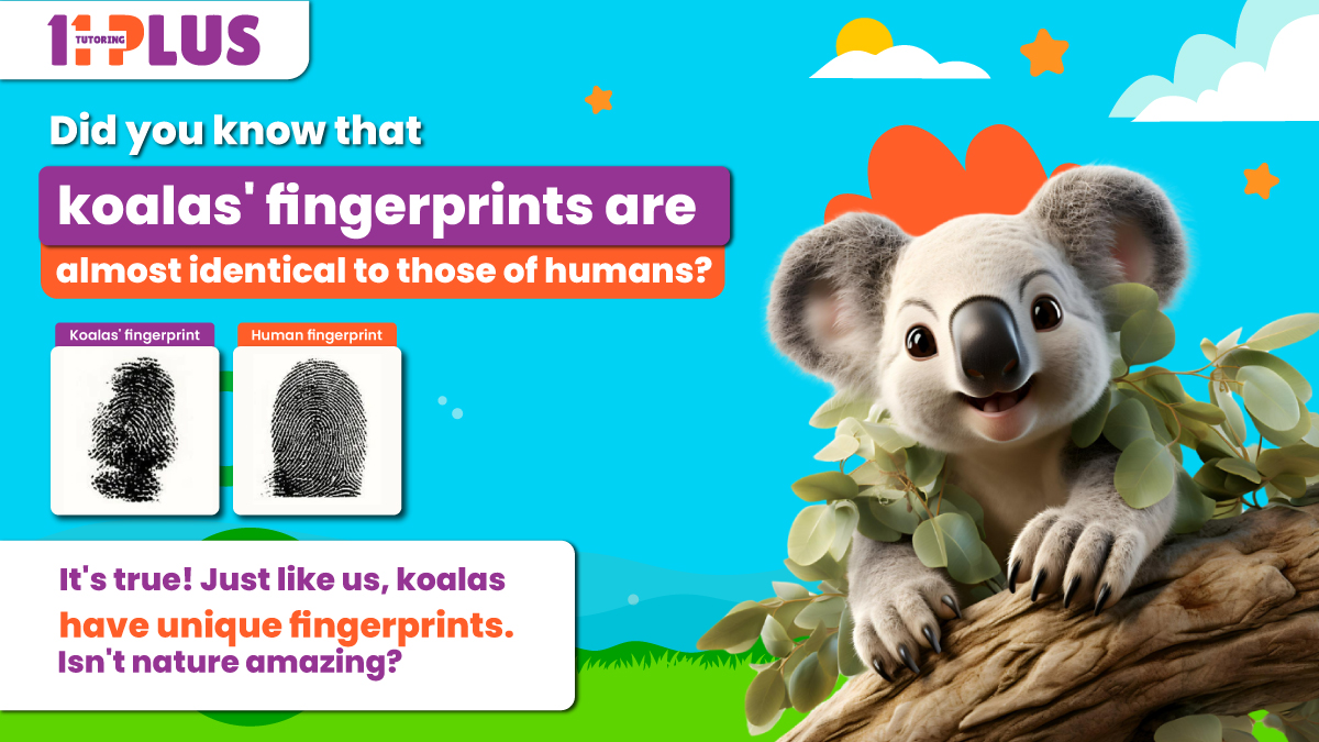 Nature's wonders never fail to amaze us! #Didyouknow koalas have unique fingerprints, just like us? Incredible, right? Stay tuned for more fascinating facts!
#koalafacts #NatureWonders #animalfacts #wildlifefacts #funfacts #fascinatingnature #discovernature #staycurious