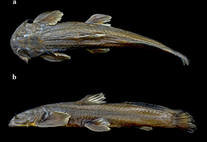 Exostoma sentiyonoae, a new #catfish (#Teleostei: Sisoridae) from Nagaland, Northeastern, #India mapress.com/zt/article/vie… #Taxonomy