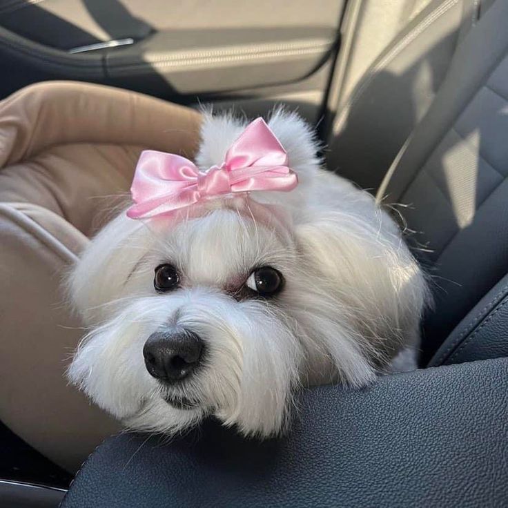cheolromi's tweet photo. hi i'm aji, looking for interactive moots !

—  not new to #stantwt / #kpoptwt
—  carat ; she ! her
 — need friends (i'm interactive)
—  any fandom are welcome!
♡ / ↻ to be moots and spread. https://t.co/5hOumHkEYC