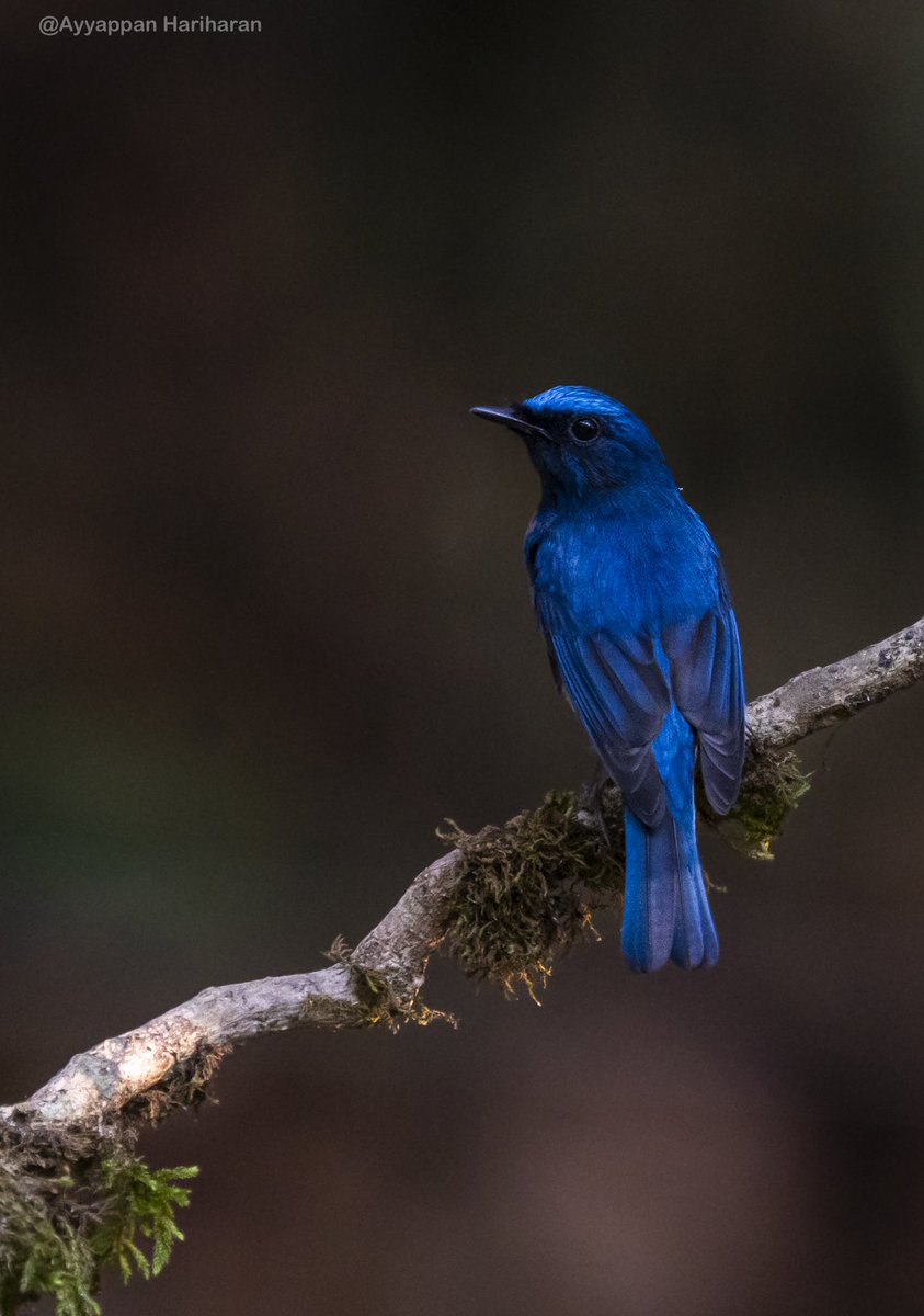 Blue-throated blue flycatcher Blues on a Tuesday too🤪 #IndiAves #BBCWildlifePOTD #natgeoindia #ThePhotoHour #SonyAlpha