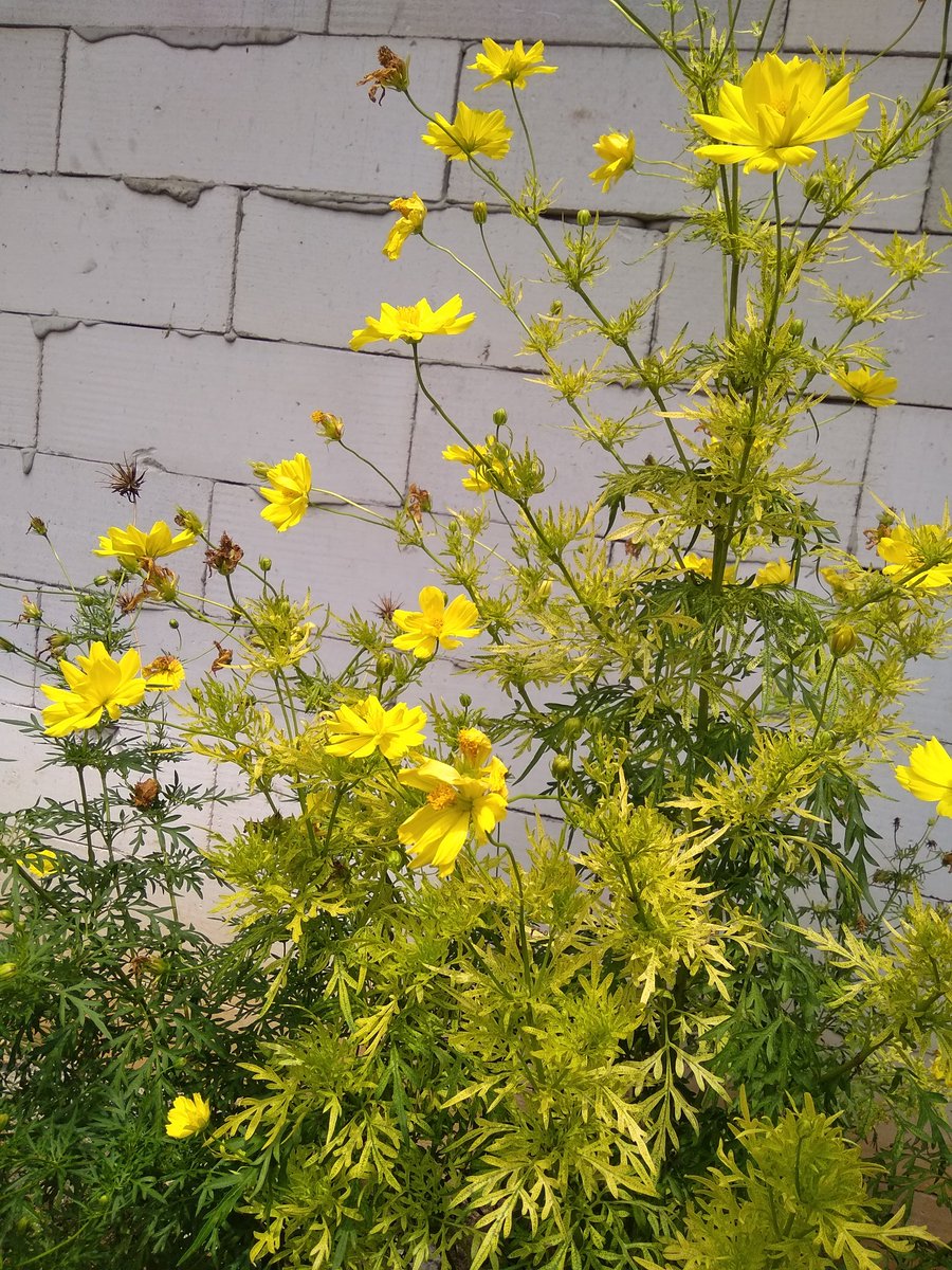 ada kata smua akan indah pd waktunya  ❎
smua akan los contack pada akhirnya ✔️