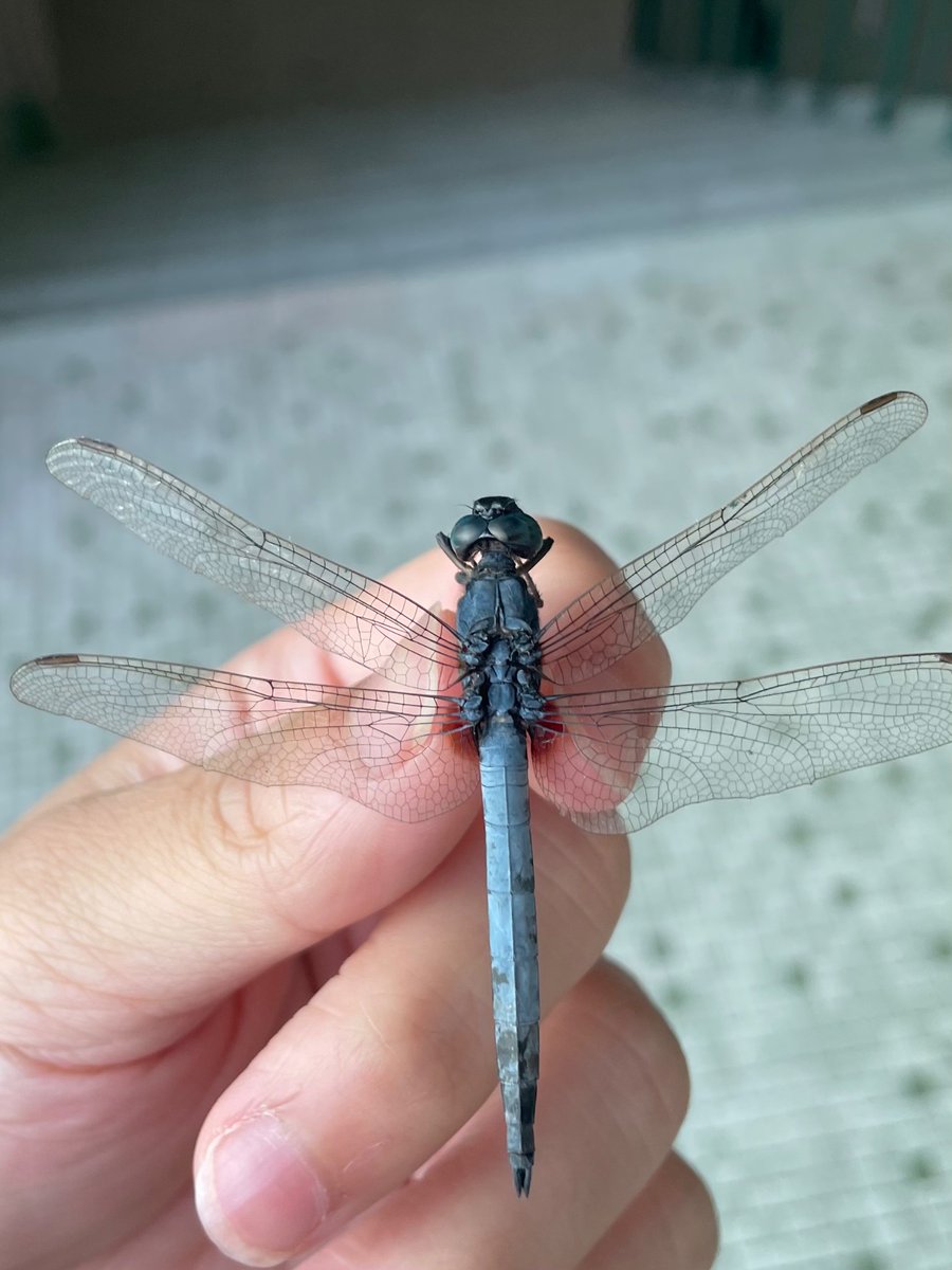 dead dragonfly