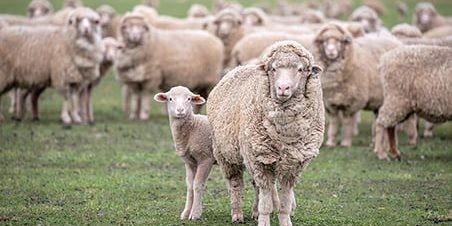 Meat &amp; Livestock Australia has launched its new Sheep Genetics podcast to help producers make the best use of the genetic tools available

👉 loom.ly/cxcvvPY