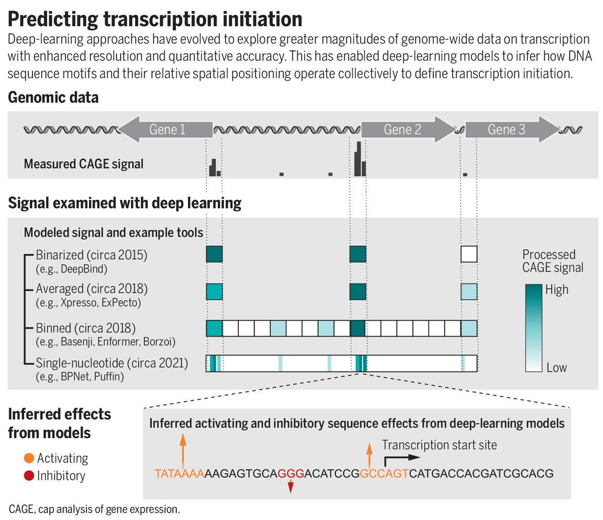 A new Science study defines a set of rules that govern transcription initiation and highlights the potential of using #DeepLearning approaches to understand how information is genetically encoded.

Learn more in a new #SciencePerspective: scim.ag/6Rv
