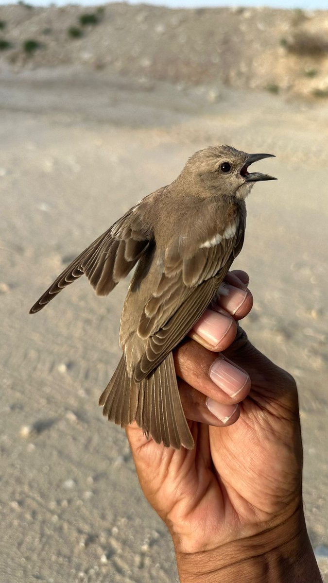 #Bahrain Not recorded since 1992 in Hamalah, yesterday, May 6th, Abdullah Kaabi, Bahrain's only BTO licenced ringer, successfully ringed Bahrain's third record of Yellow-throated Sparrow. The first record was at the refinery in Sitra in 1975.