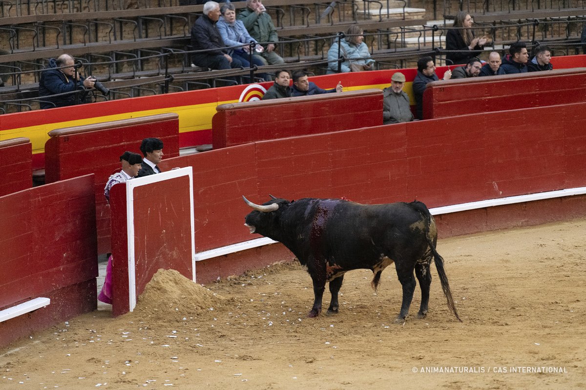 In the run-up to the European elections on June 6, European members of @RedIntAntiT have drawn up a manifesto against bullfighting. We call on candidate members of the European Parliament to sign the manifesto and to speak out against bullfighting. stieren.net/en-gb/manifest…