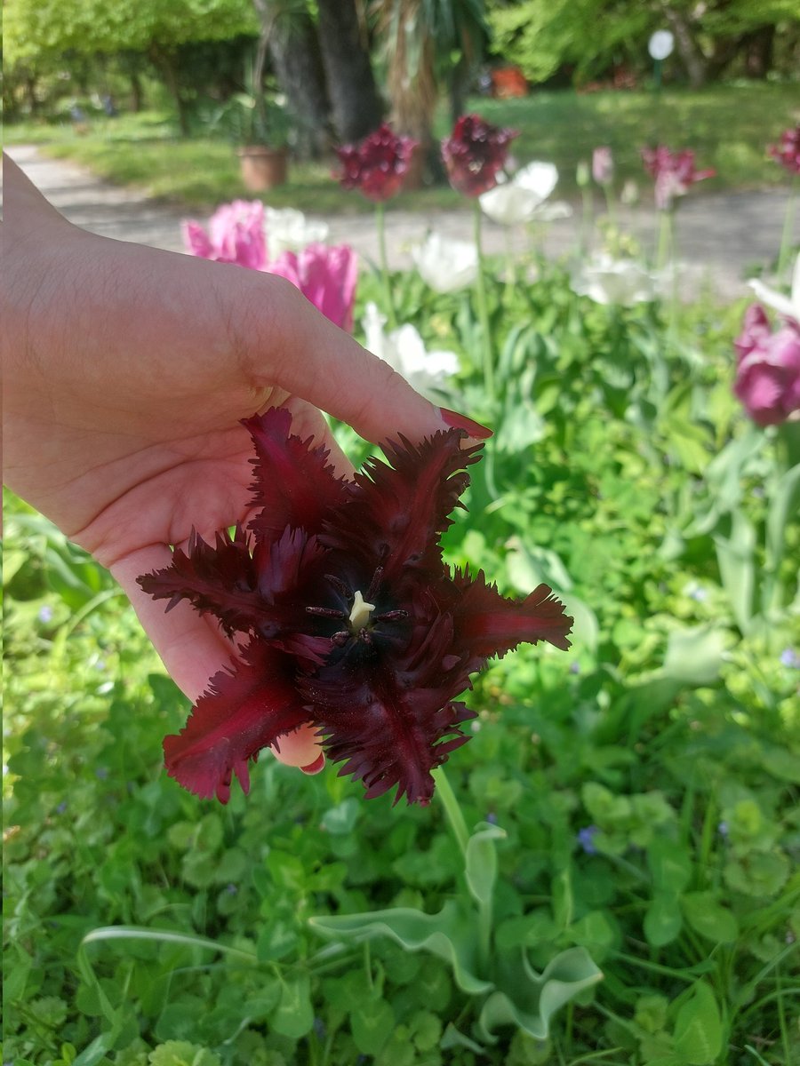 Tulipa 'Black Parrot' is quite accurately named! It's a striking variety of tulip known for its deep, velvety-black petals and ruffled edges that resemble parrot feathers. 🙂

#TulipTuesday