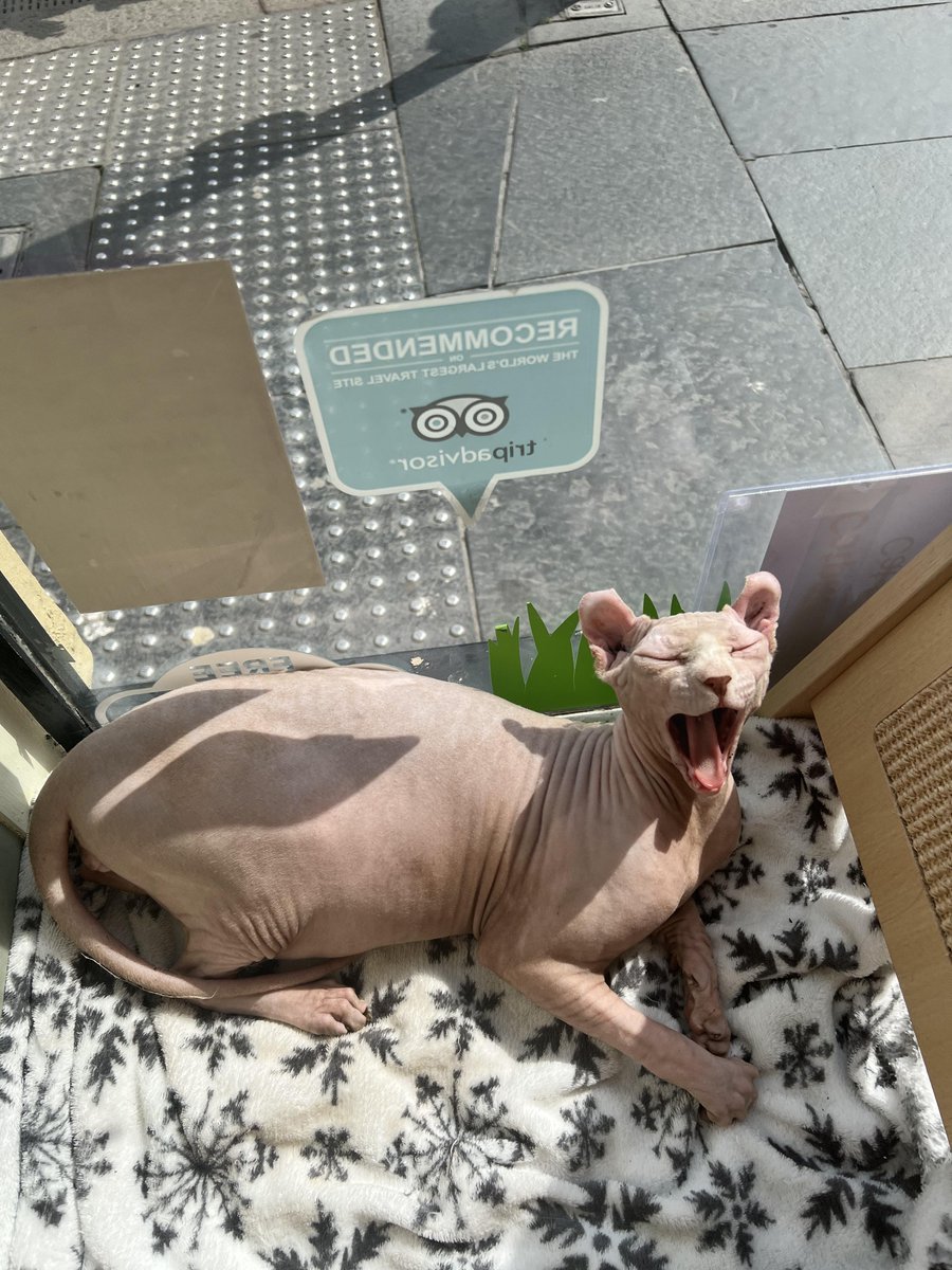 Dobby has something to shout about! **Catpawcino will be open on the next Bank Holiday** Monday 27th May come chill with us & the kitties. Reserve a slot by email meow@catpawcinocatcafe.com OR phone us 0191 903 5085. *Note our online booking won't work for these special spaces