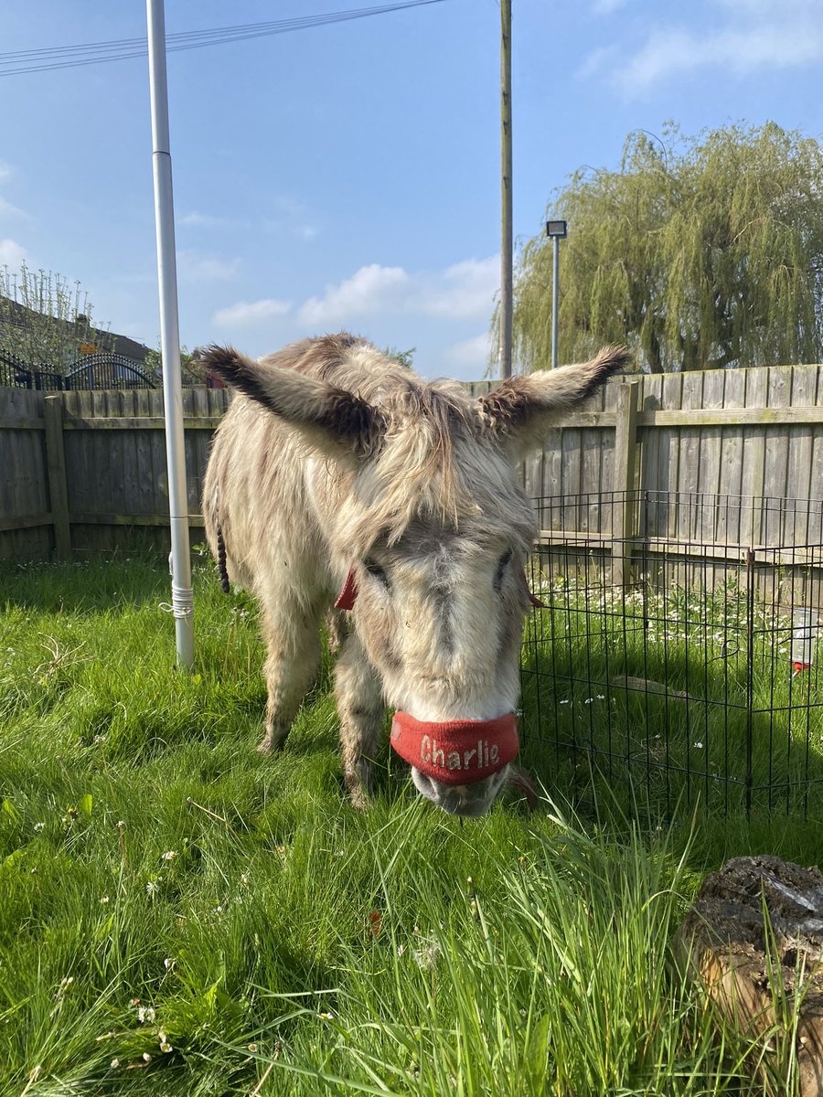 Aloeric Primary School, Melksham (@aloericschool) on Twitter photo We are so lucky to have a visit from <a href="/kellysdonkeys/">Kelly's Donkeys</a> this week. All our children and staff will have the opportunity to visit the animals.
#goat #donkey #pony #Guineapig #rabbits #dog We are so lucky to have a visit from <a href="/kellysdonkeys/">Kelly's Donkeys</a> this week. All our children and staff will have the opportunity to visit the animals.
#goat #donkey #pony #Guineapig #rabbits #dog