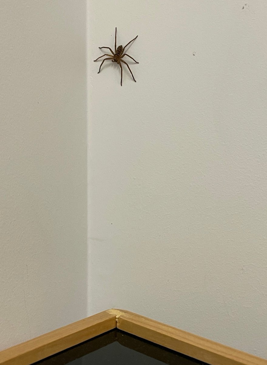 I was reaching over for something in my pencil case when I noticed this uninvited office guest.