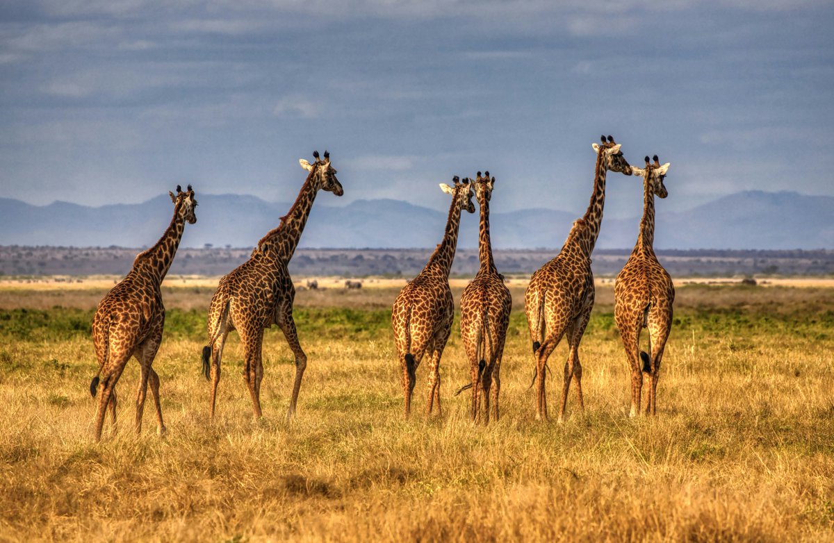 The proposed transfer of functions of #AmboseliNationalPark to the County Government of Kajiado has sparked discussions nationwide. Click the link below to share your thoughts: docs.google.com/forms/d/e/1FAI… #StakeholderEngagement #VoiceofConservation #EnvironmentalProtection