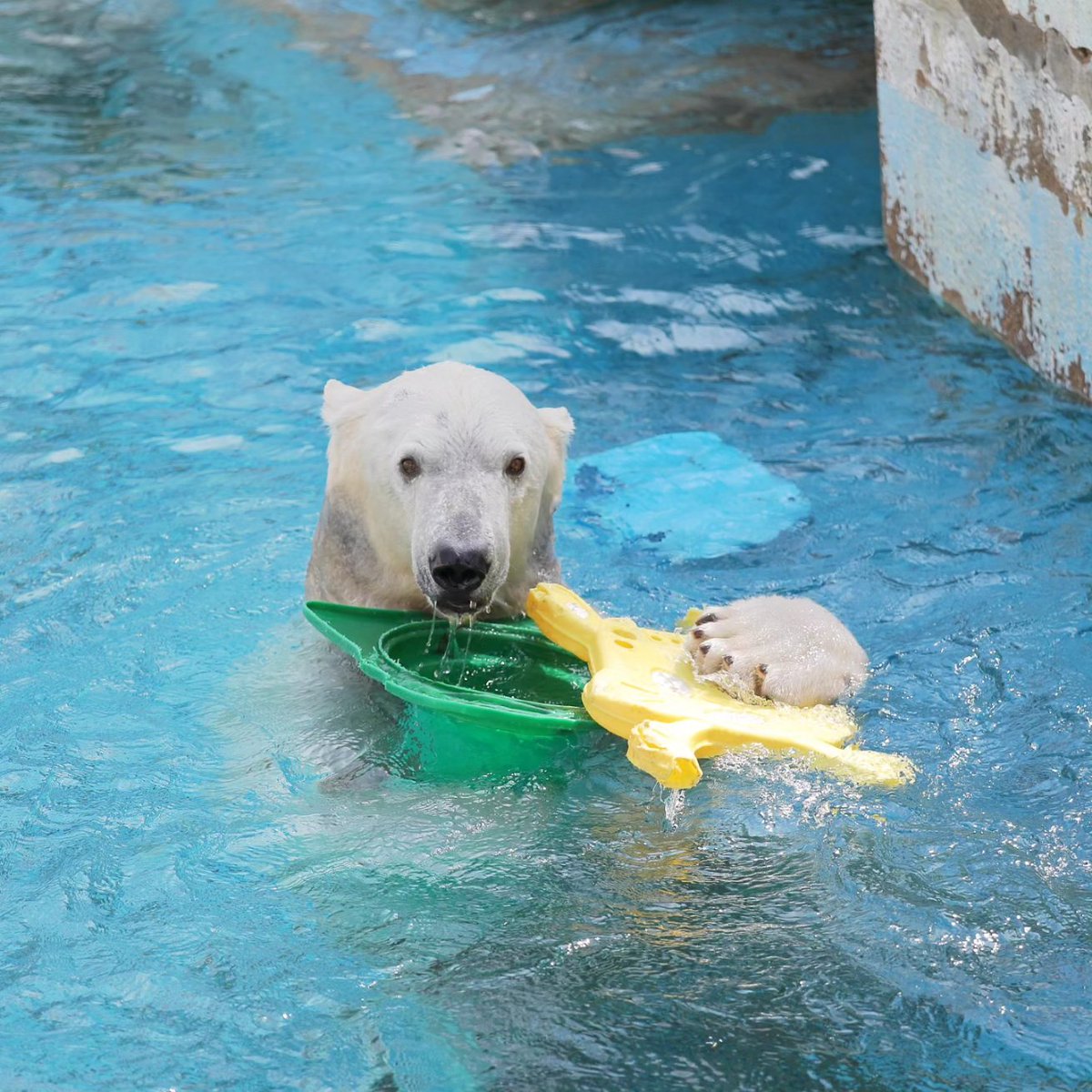 プール遊び、楽しいでしゅ🐻‍❄️🩵🐰

#天王寺動物園 #ホウちゃん
#ホッキョクグマ #シロクマ
#ウサギ #うさぎ 
#polarbear #rabbit