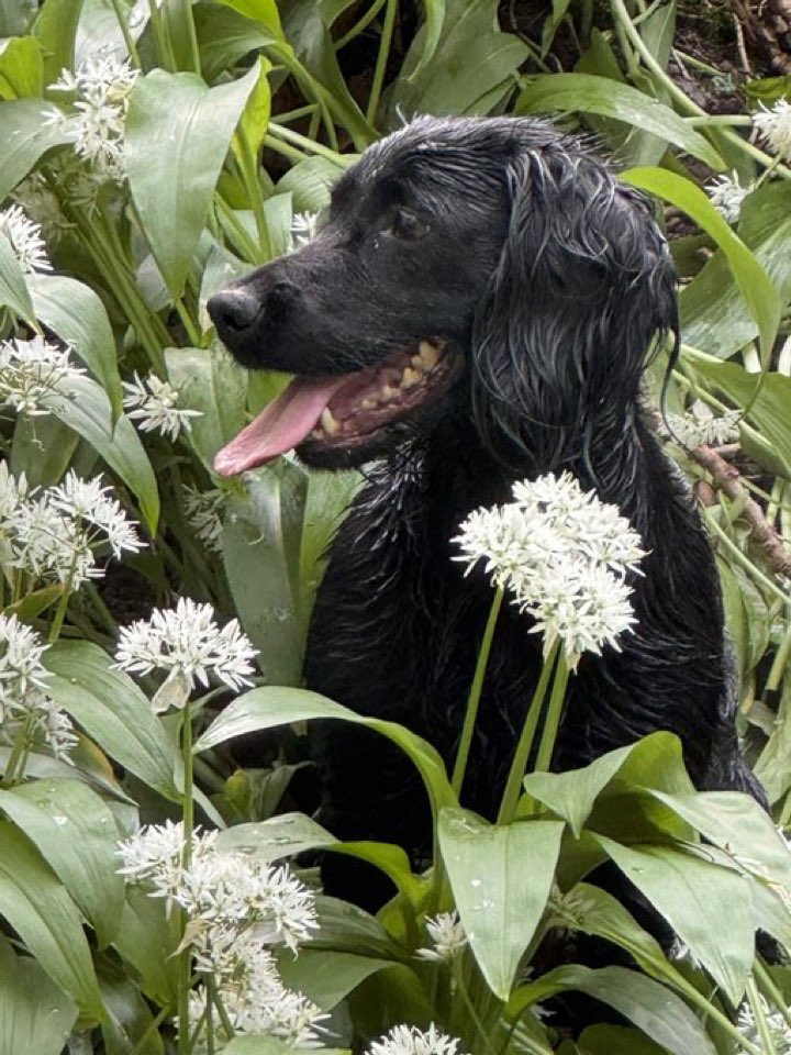 Fleur de printemps 

#dogs #chien