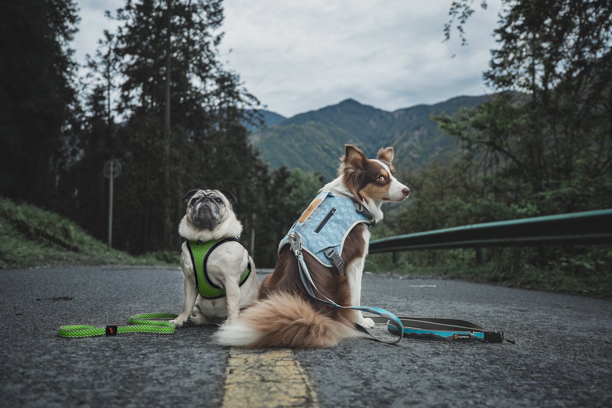 Spring journey of our big fool and little fool!📷
OOTD for big fool: Night Explorer Harness (link: cupete.com/.../products/n…)
OOTD for little fool: Tail Protector™ Dog Harness (link: cupete.com/.../3d-breatha…...)
#DogHarness #OutdoorAdventure #PetGear #DogWalking #Waterproof