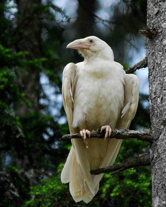 The white raven that was thought to be a legend but inhabits a coastal segment of British Columbia, Canada. These ravens are not albino, but leucistic, or lacking any of several different types of pigment (not simply melanin)