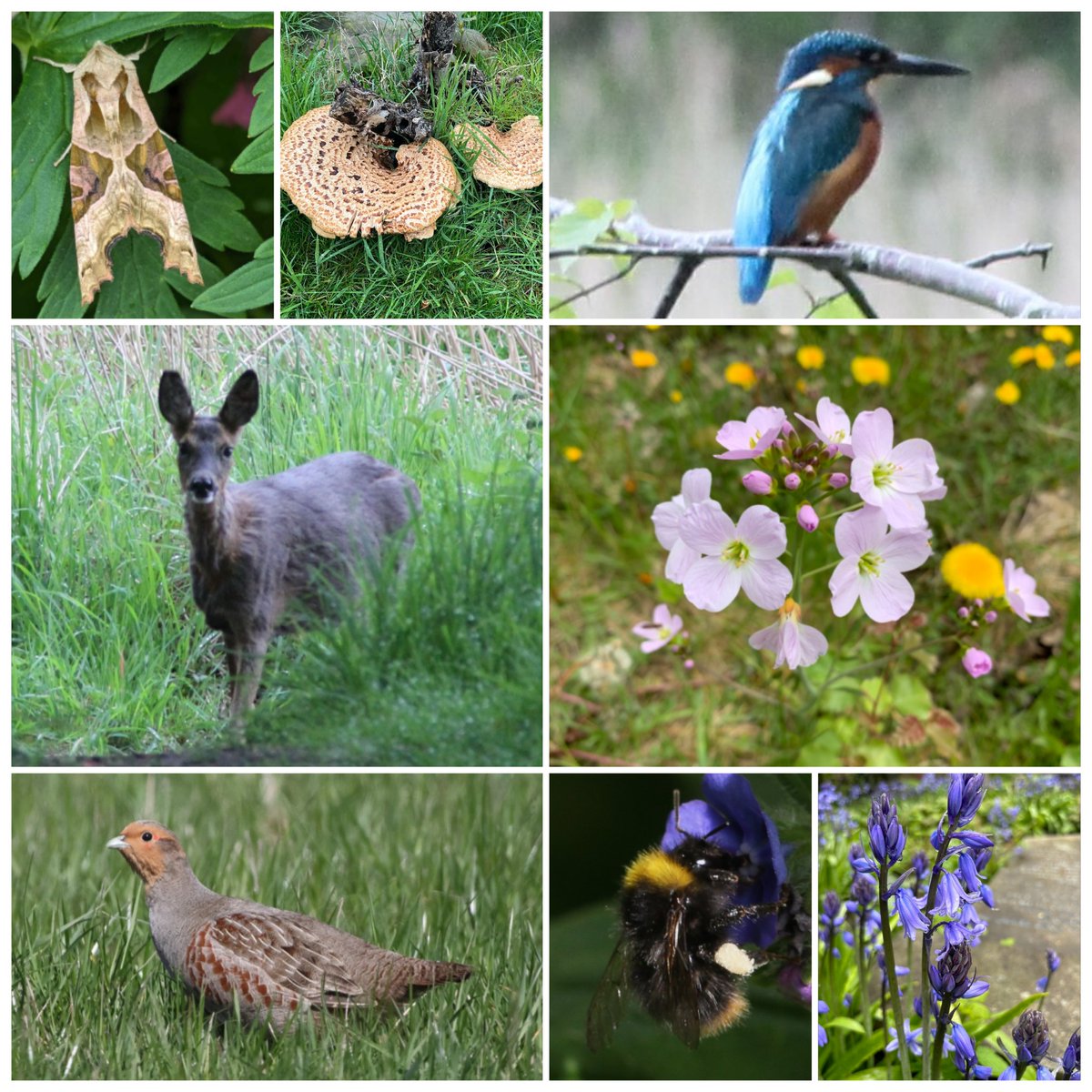 Wow, amazing to see 145 people sharing wildlife sightings across #GosforthsWildWeb. Thank you all so much! 🤯🔎 From Roe Deer and Kingfishers to beautiful flowers, you've been noticing SO MUCH nature across the city. Enjoy a few recent highlights... ow.ly/IWEk50Ryc9U