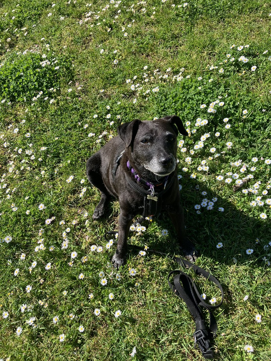 Pepper in the Daisy’s. A summer morning in London
