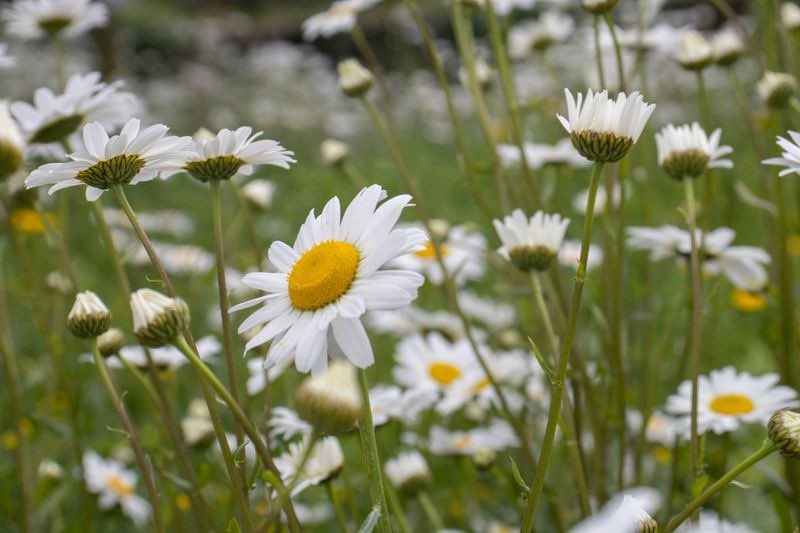 This month is #NoMowMay! If you have a lawn, one of the most beneficial things you can do for wildlife is to it go wild. Wild lawns encourage wildflowers, insect life, song birds and mammals to thrive in your garden 🌱 🌸🐞🐝🦔 #PlanetPK