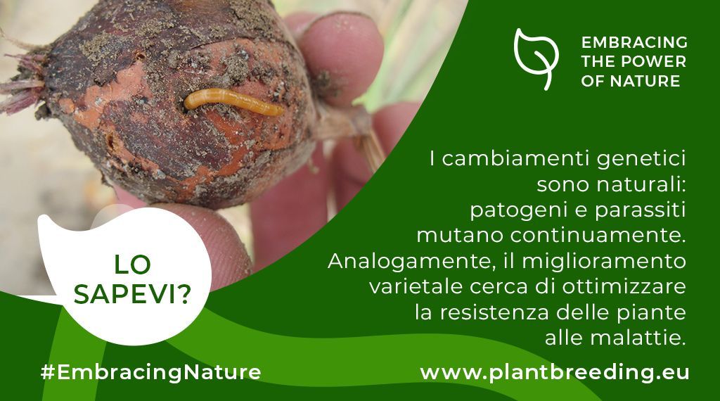 In natura patogeni e parassiti mutano continuamente. Grazie all’#InnovazioneVegetale siamo in grado di sviluppare piante sempre più resistenti alle malattie 

#EmbracingNature