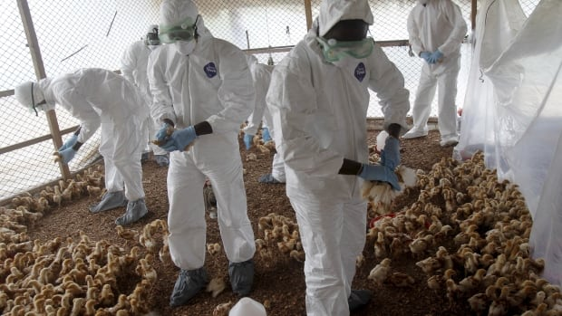 Alert: Canada expanding surveillance, testing milk for H5N1 avian flu amid U.S. dairy cattle outbreak The globalists are making their move. Watch as Bill Gates promotes another vaccine to deal with the latest outbreak and the lying main stream media who are complicit fall into…