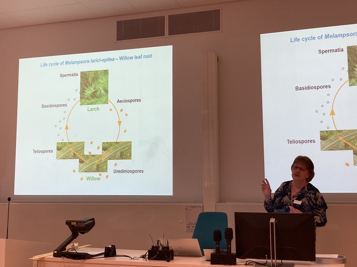 Delighted to participate to the Symposium on #Rust in #Forest and #Agriculture held at @mycopat in honor of Berit Samil’s retirement. Happy retirement Berit! 🎉