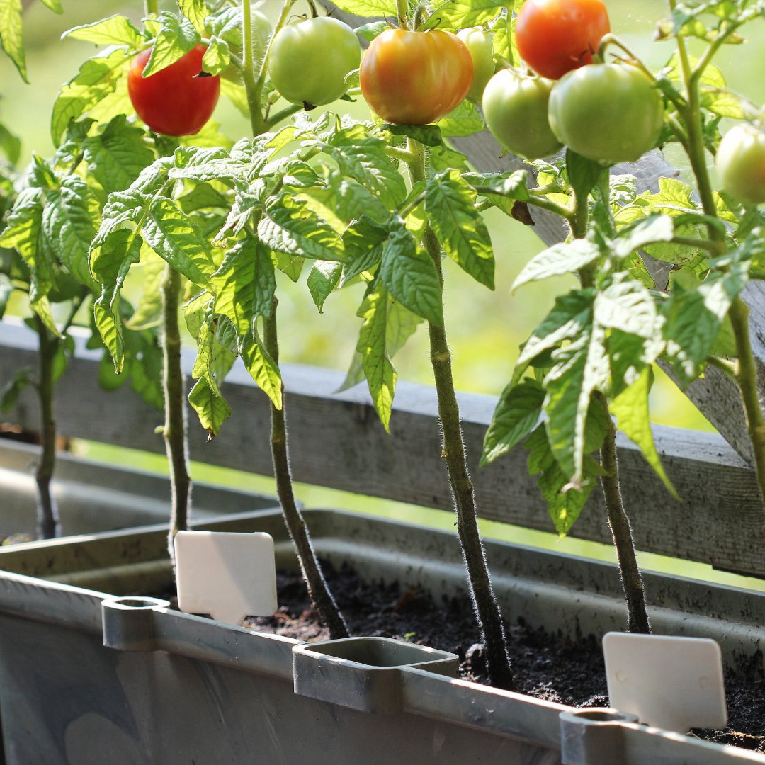 TopsoilDirect's tweet image. Ready to plant tomatoes? 🍅 Plant deep, up-to-bottom leaves for better root growth. Trim side shoots to boost fruit production! 🌿 #GardeningTips #TomatoPlanting #GreenThumb