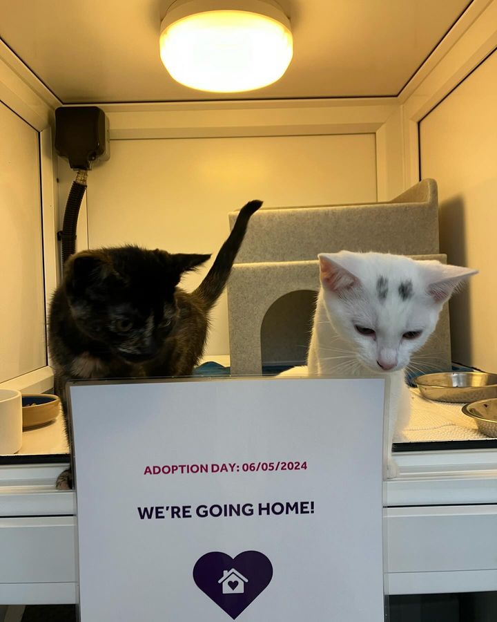 Yesterday, we bid farewell to a few of our cats as they left for their forever homes! 🏠 💜 Among them were Nyla and Rocky, who you can see here. We hope you'll join us in wishing them all the very best of luck in their new homes. 💜