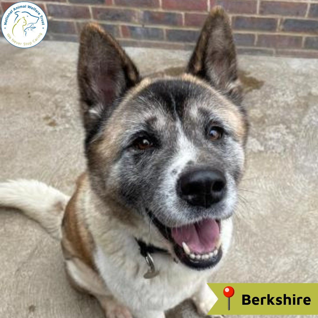 Cookie is a 6-year-old female crossbreed looking for a new loving home. She knows commands like 'sit' and 'paw' and would love to learn more. She's a friendly girl, but can be a little shy when being handled🐶💙 nawt.org.uk/rehoming/anima… #nawt #dogs #animalcharity