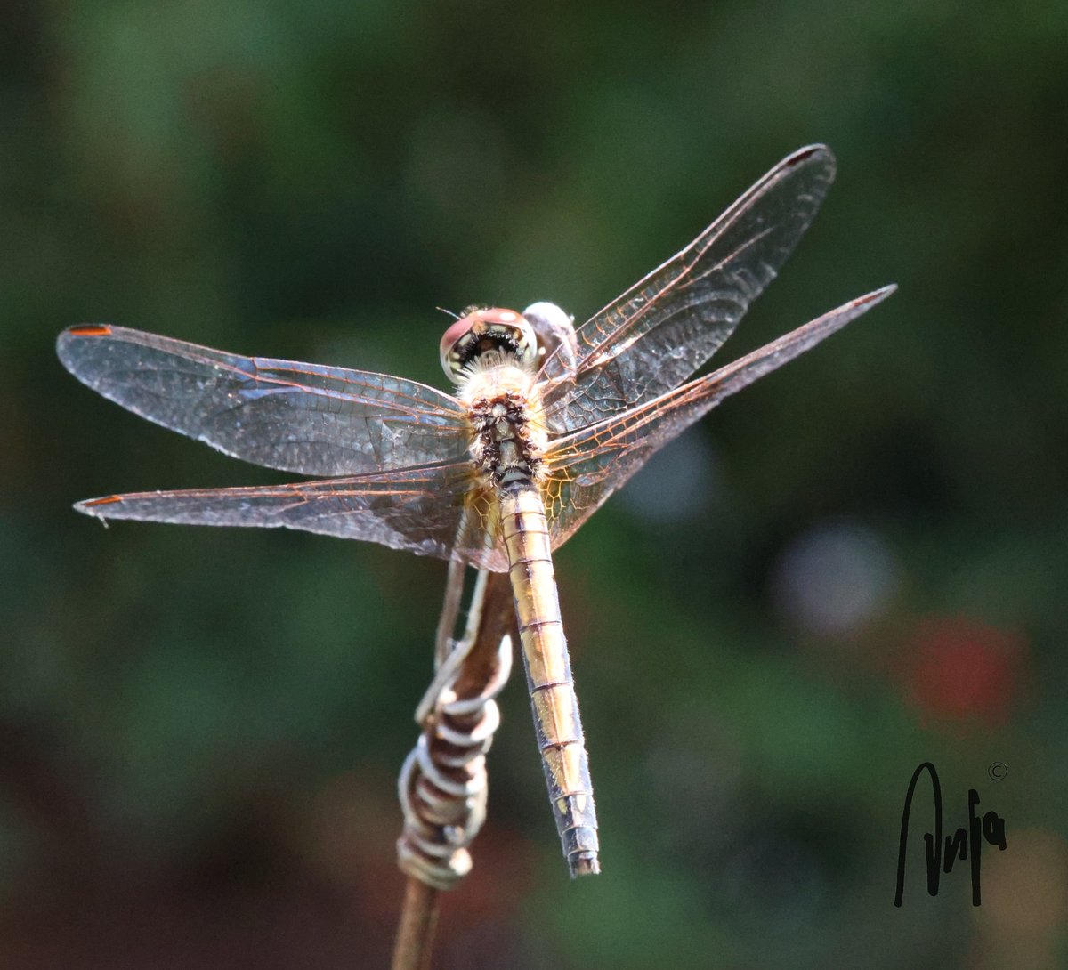#dragonfly 
#photography #nature #outdoors #garden #goedemorgen #insect #CloseUp #libelle
#Francistown #Botswana #Africa