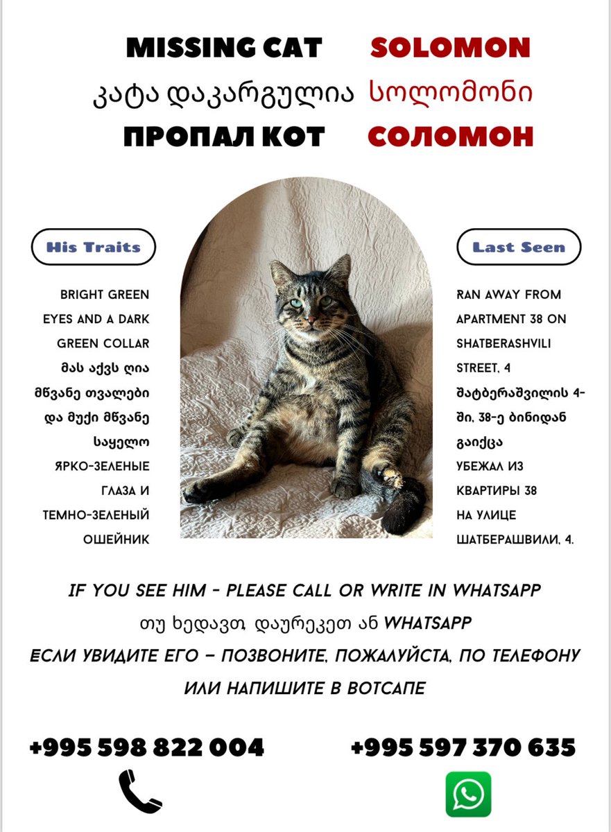 Друзья, моя подруга потеряла в Тбилиси кота Соломона. Если увидите похожего в Вере, не проходите мимо