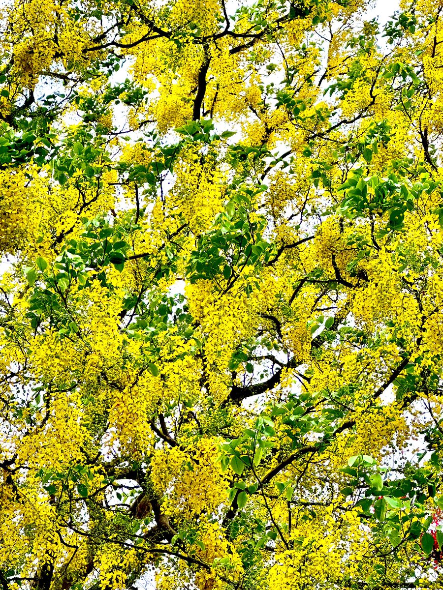 Always a show-stopping bloom of yellow flowers
#cassiafistula #goldenshower