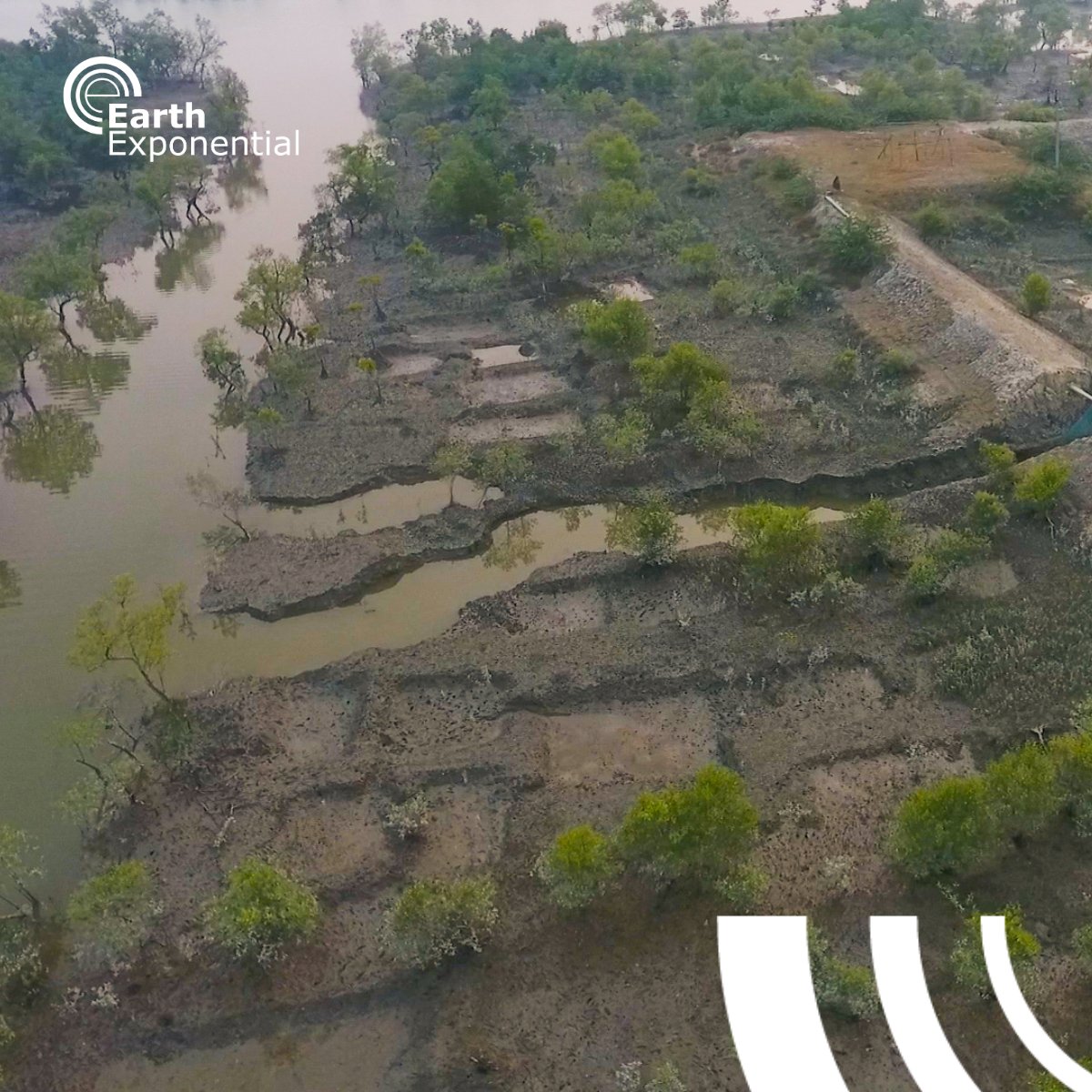 🌏 #ClimateSolution: @SeedsIndia is restoring Sundarbans mangroves to combat climate threats. They focus on mangrove plantations, livelihood development, and community resilience.
Find more about the project at tinyurl.com/y5a2m5ju