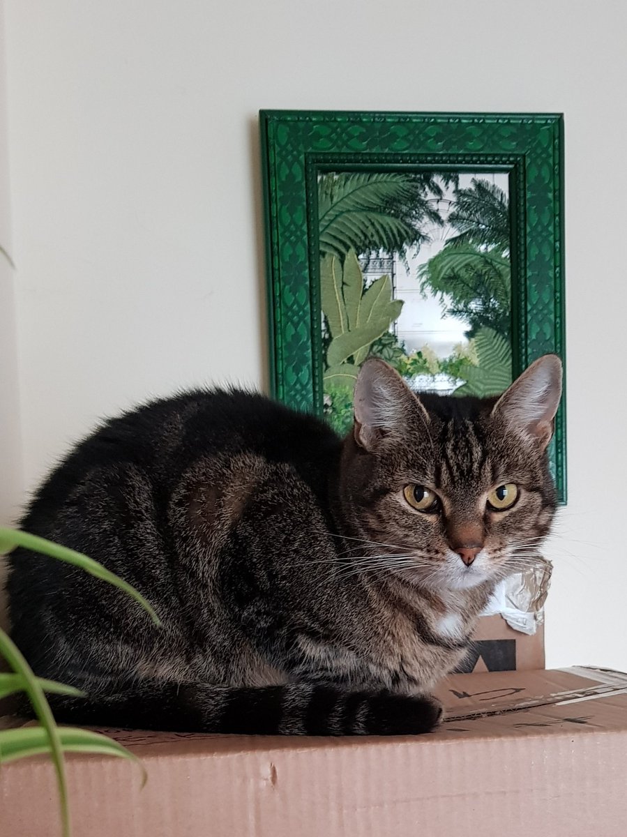 Morning darlings 🤗 it's nice and sunny today so I'll be finding a quiet spot to snooze in! 
Have a wonderful #tabbytuesday and with any luck a #tunatuesday once mum's been shopping 😋😄
Love Freya ❤️