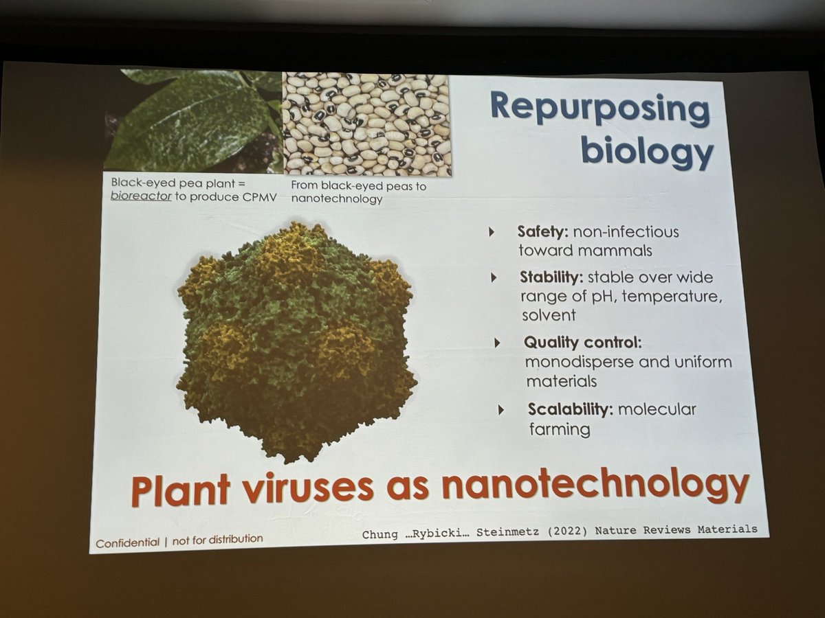 #ISPMF24 The amazing Nicole Steinmetz speaking on using plant viruses for animal and human health  😁 Like using native CPMV TO KILL CANINE TUMOURS OR TMV-derived spherical nanoparticles to deliver ivermectin to kill soil nematodes! 😳