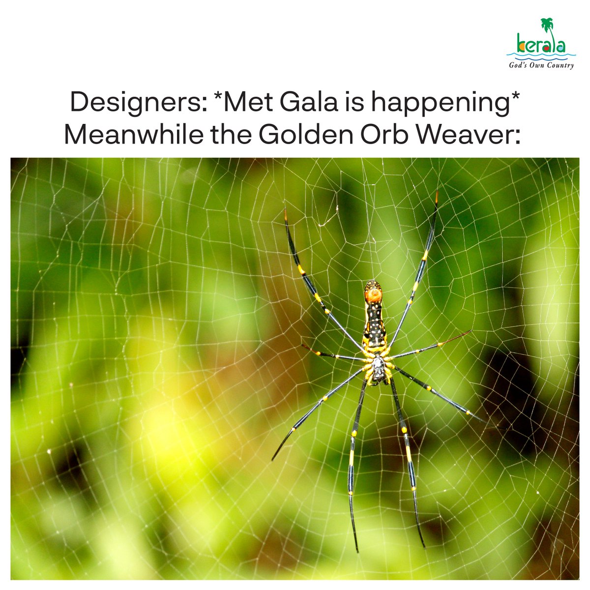 We love this look! #MetGala2024 #MetGala #GardenOfTime #KeralaTourism