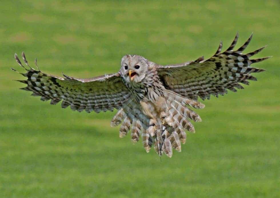 Visit The National Centre for Birds of Prey! For an unforgettable day out with the family, meet a variety of species and experience them in action! Tickets Below. #BirdsOfPrey #Conservation #Nature 🎟️ ivisitengland.co.uk/england-attrac… 🎟️ ncbp.co.uk/visit-us/openi…