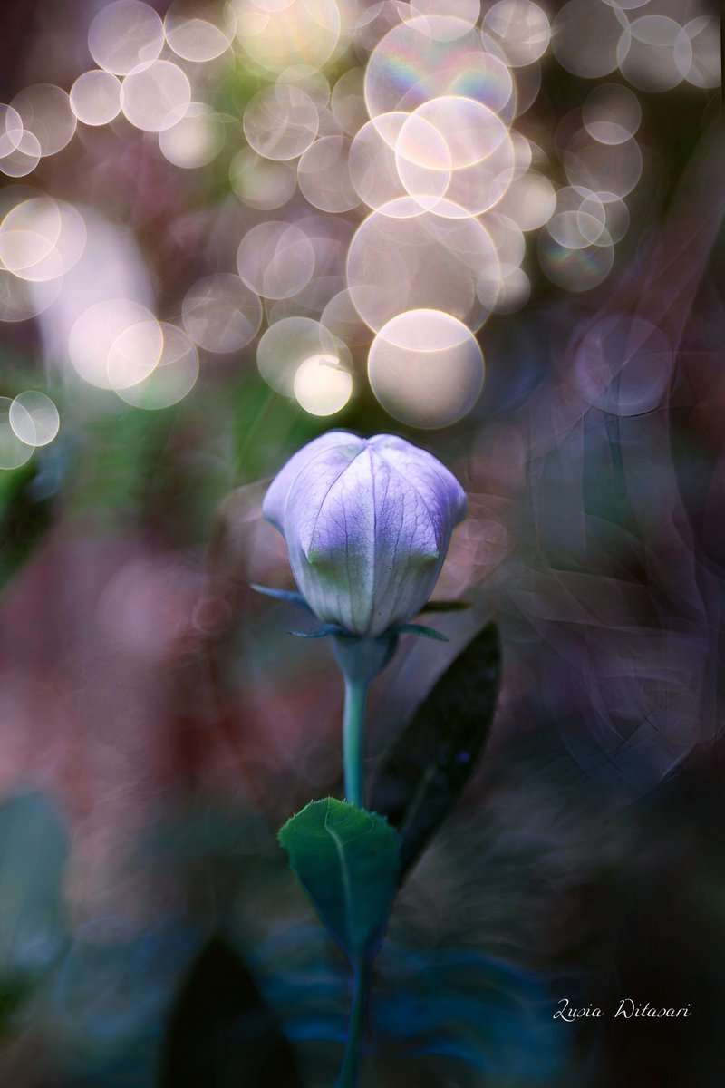 Monday Kala Senja
.
#DailyPhoto #Photography  #Flowers #Nature #PhotoOfTheDay #Bokeh #Flowerphotography #Photo