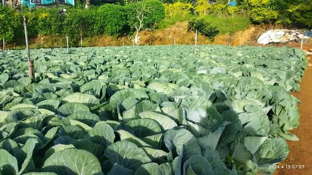 Cabbage farmers, say hi!
