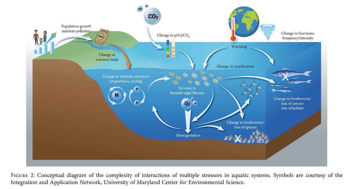 OLARjournal's tweet photo. Interactive stressors from #climate change & #pollution demand #modular, coupled, #multitrophic level models to predict & examine their impact on #aquatic #ecosystems!🧐👇
https://t.co/WvsbmFKf4w https://t.co/XVHNEVdEcb