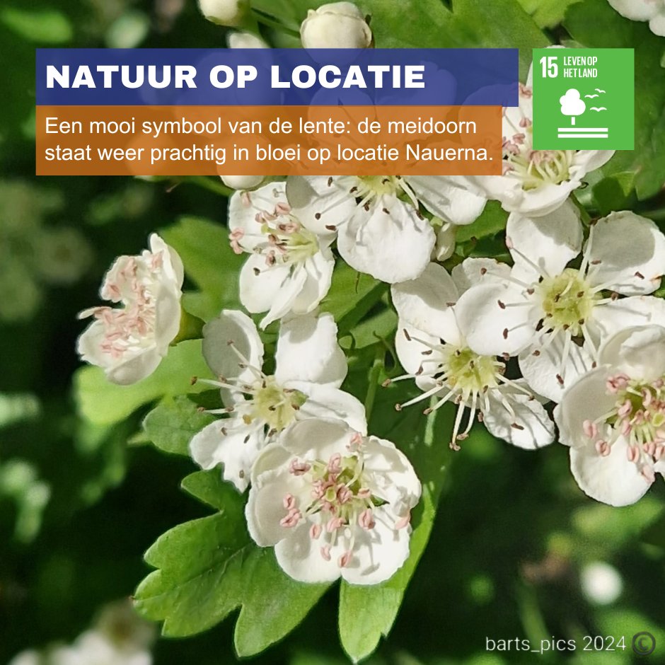 NATUUR OP LOCATIE | De meidoorn staat weer prachtig in bloei op locatie Nauerna. De witte bloemen zitten vol met insecten. Een mooi symbool van de lente! #SDG15 #flora #stortlocatie