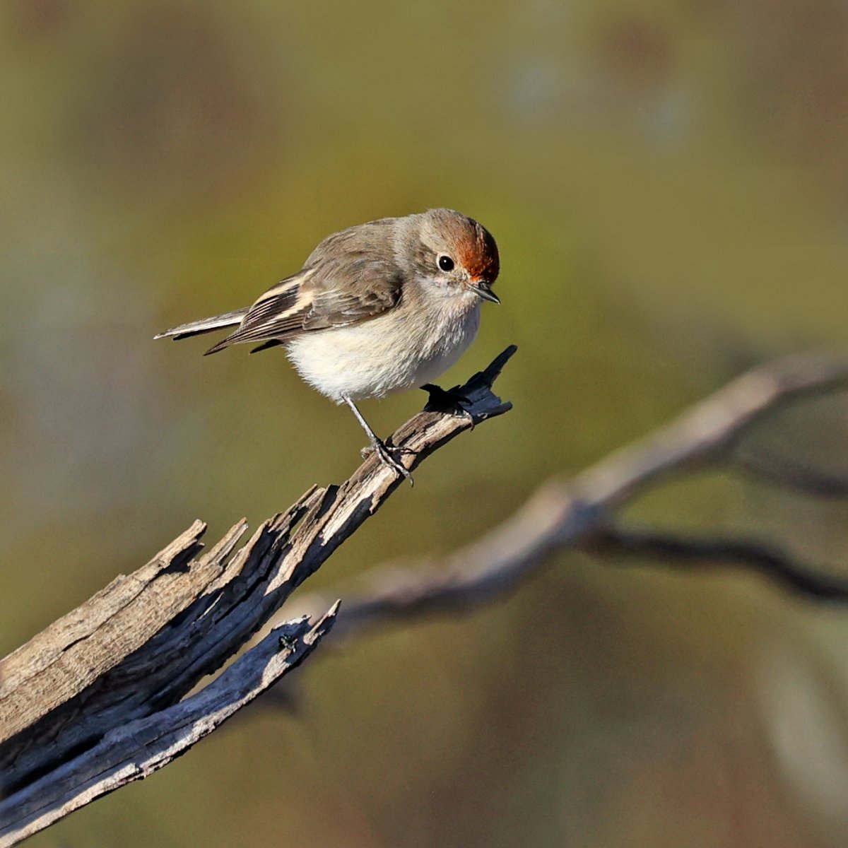 A female red-capped robin.
Gluepot Reserve, South Australia.