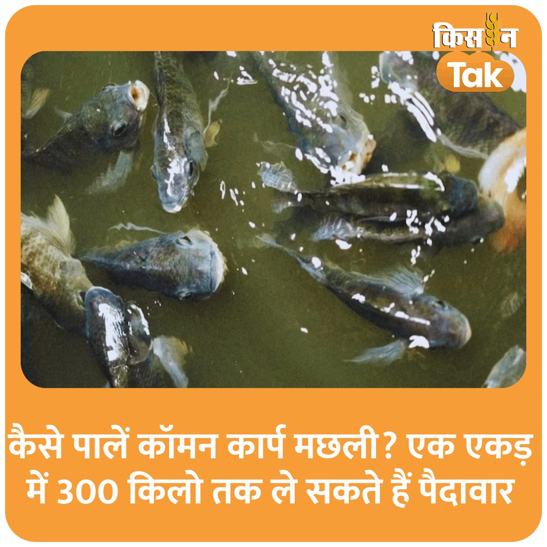 धान के खेत में कैसे पालें कॉमन कार्प मछली? एक एकड़ में 300 किलो तक ले सकते हैं पैदावार
#wheat #fishfarming #Kisantak #aajtak
kisantak.in/news/trending/…