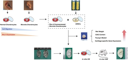 Microtia is a congenital craniofacial malformation that affects the physical and mental health of children. This article reports an improvement in tissue- engineered cartilage constructed from microtia chondrocytes for reconstruction of such malformations. doi.org/10.1093/stmcls…