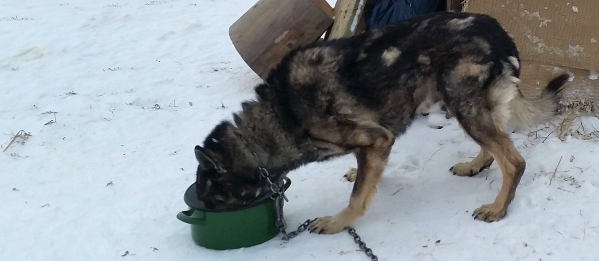 marcoadda.com/blogpost-bury
From our Blog, the touching story of Bury. Read it, retweet if you like, and if you have some considerations write a comment!
If you have a dog story you want to share, get in touch!
#dog #canine #AnimalWelfare #anthrozoology #doghuman #animallover